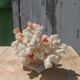 White coral tree with shell