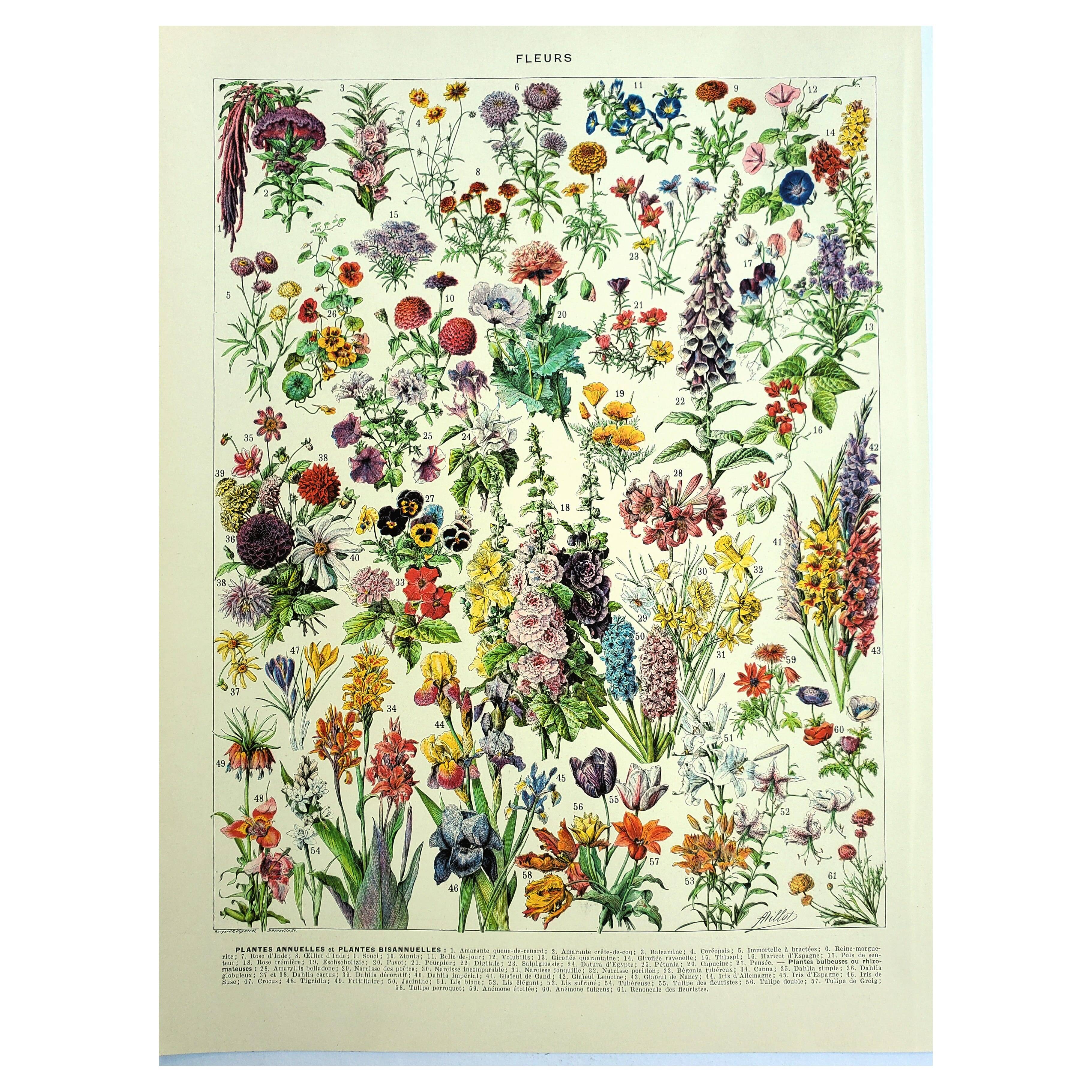 Old engraving 1928 - Flower and plant I by Millot - botanical plate