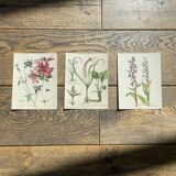 Set of 3 antique flower engravings