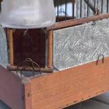 Old bird cage