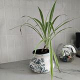 Pitcher