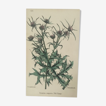 Planche botanique Ed Londres 1878
