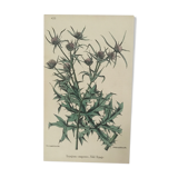 Botanical board, Ed London 1878