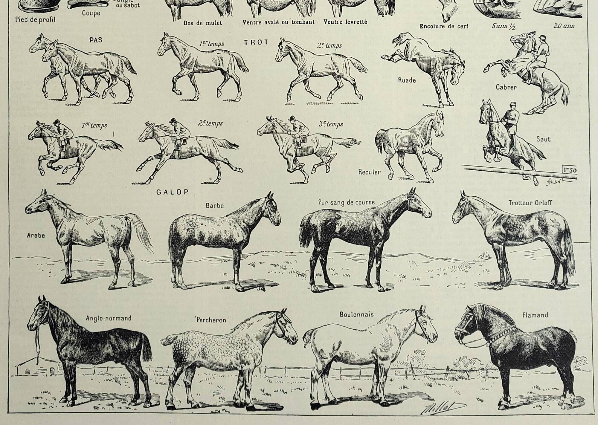 Antique engraving 1928, Horse, anatomy, breeds, mount, gallop • Lithograph, original illustration