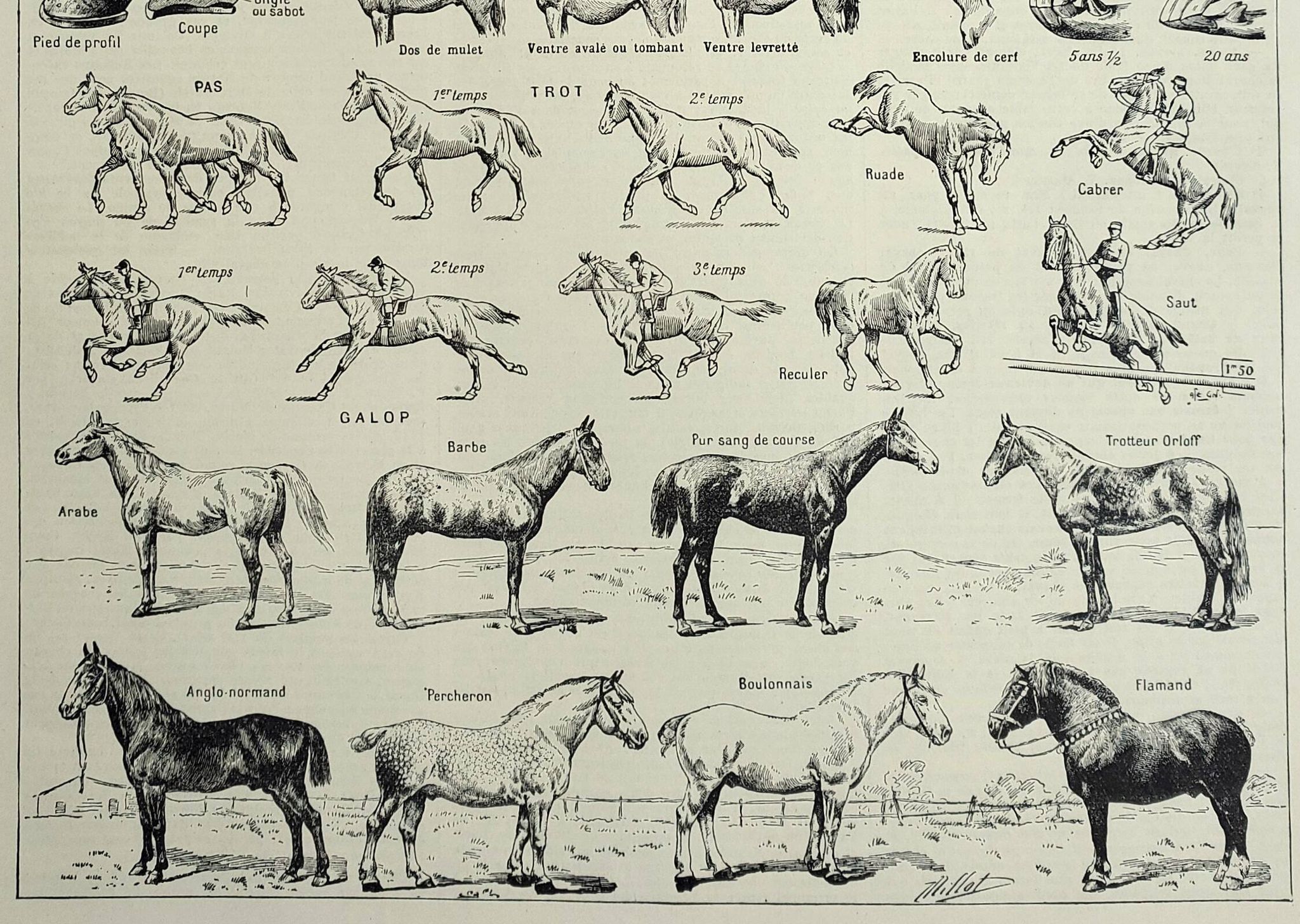 Antique engraving 1928, Horse, anatomy, breeds, mount, gallop • Lithograph, original illustration