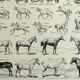 Antique engraving 1928, Horse, anatomy, breeds, mount, gallop • Lithograph, original illustration