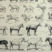 Antique engraving 1928, Horse, anatomy, breeds, mount, gallop • Lithograph, original illustration