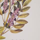 Licorice Botanical Board