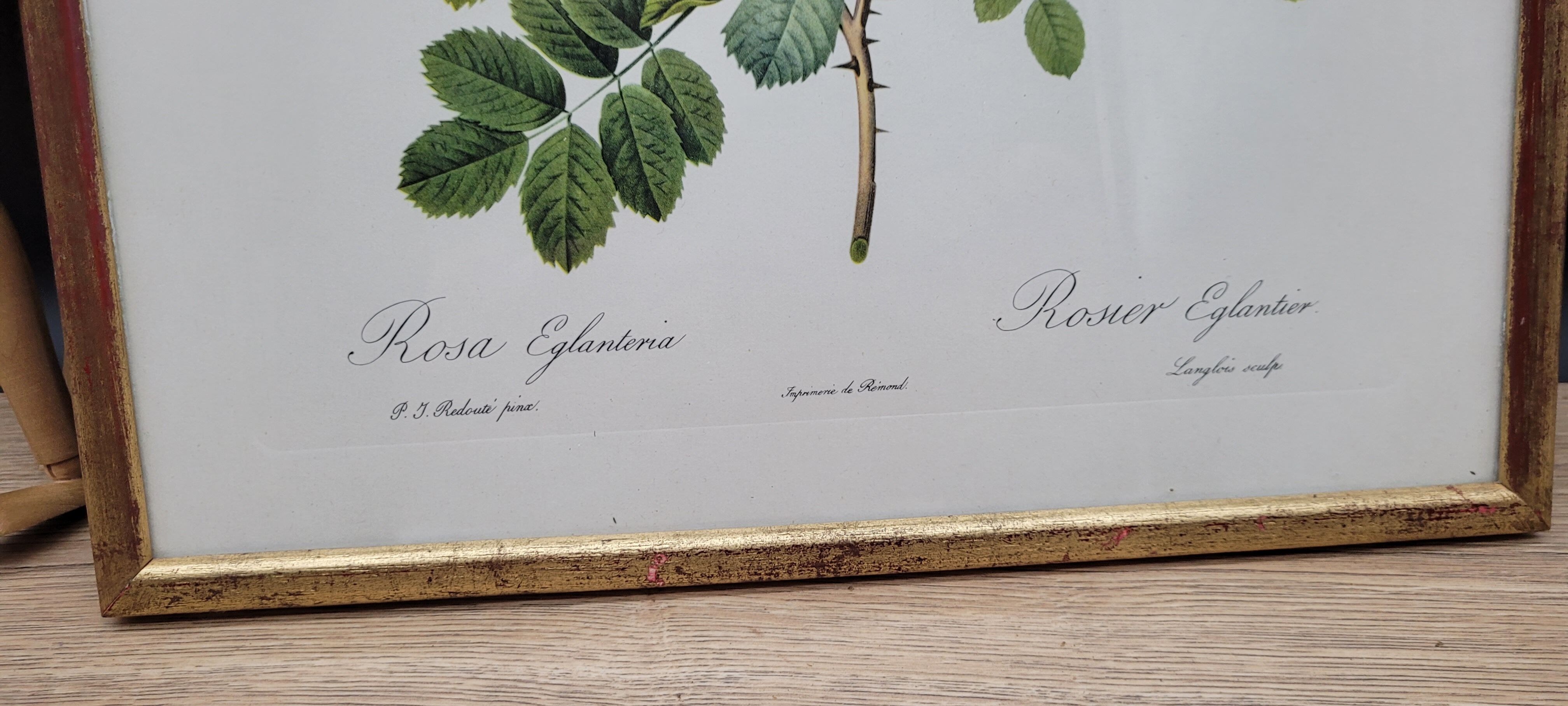 Lithograph Rosehip Rose