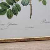 Lithograph Rosehip Rose