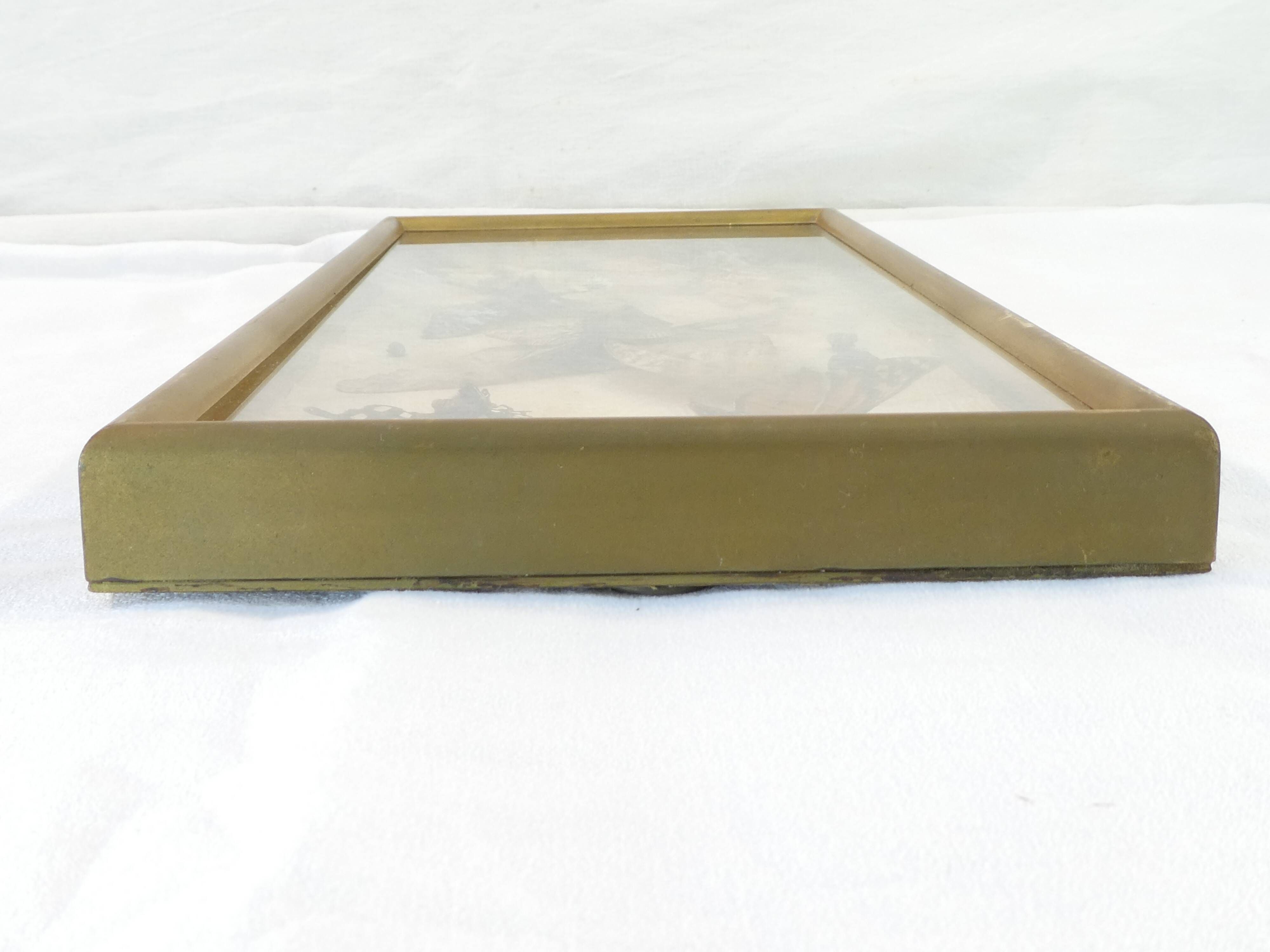 Entomology old taxidermy butterfly frame