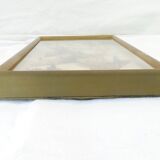 Entomology old taxidermy butterfly frame