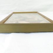 Entomology old taxidermy butterfly frame