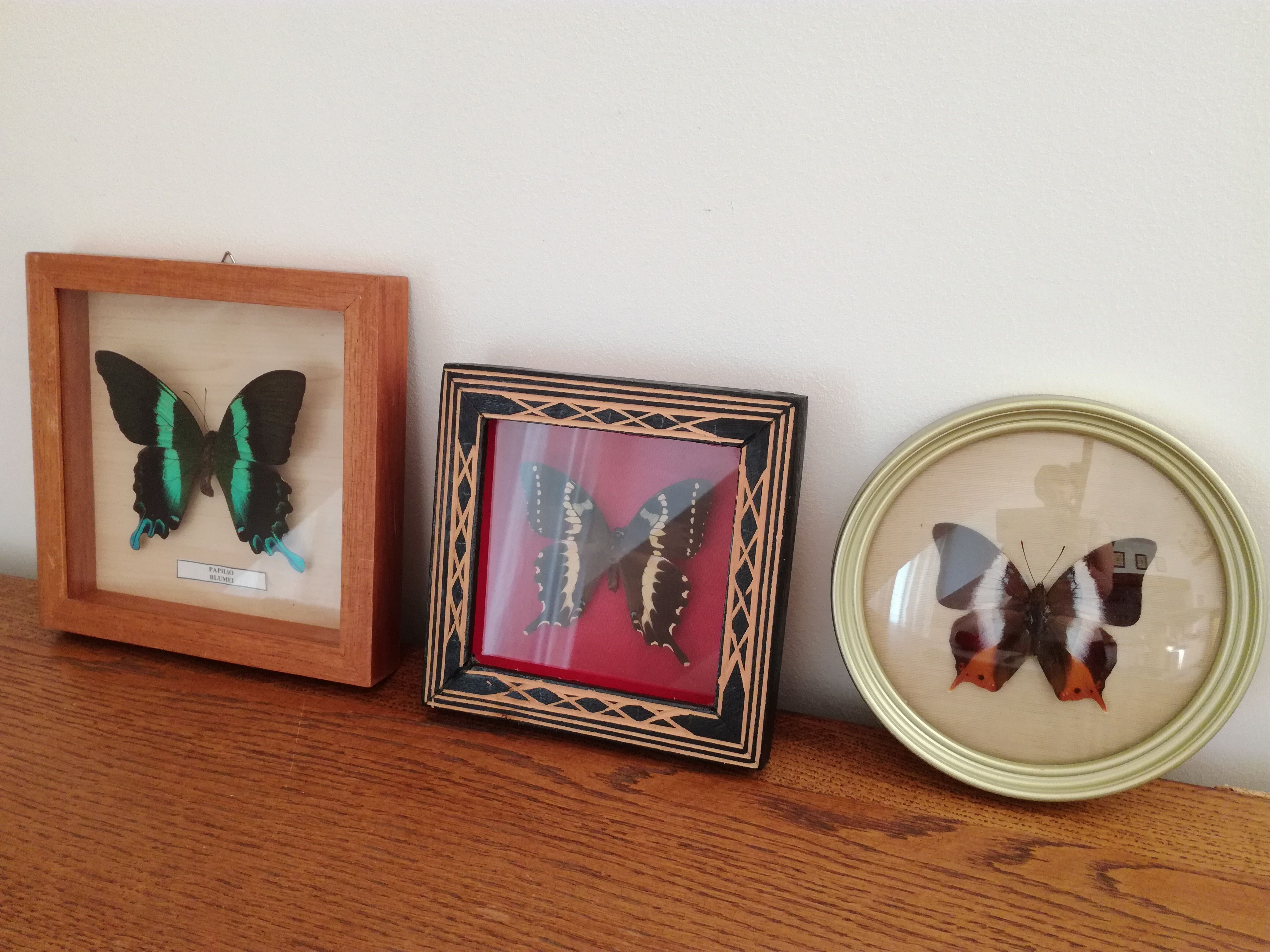 Blue/green butterfly