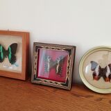 Blue/green butterfly