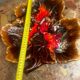 Vintage leaf-shaped earthenware centerpiece/trinket tray