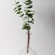 Vintage Glass Decanter / Roses Patterned Wine Carafe / Empoli  Italy  1950s