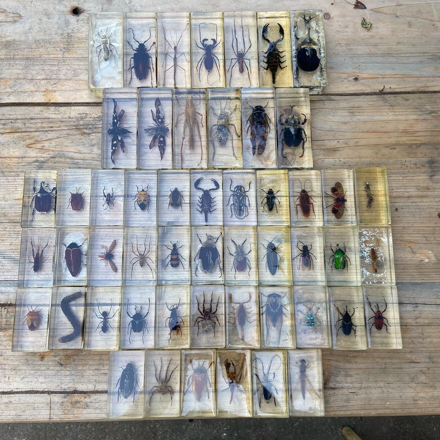 Batch of insects included under resin