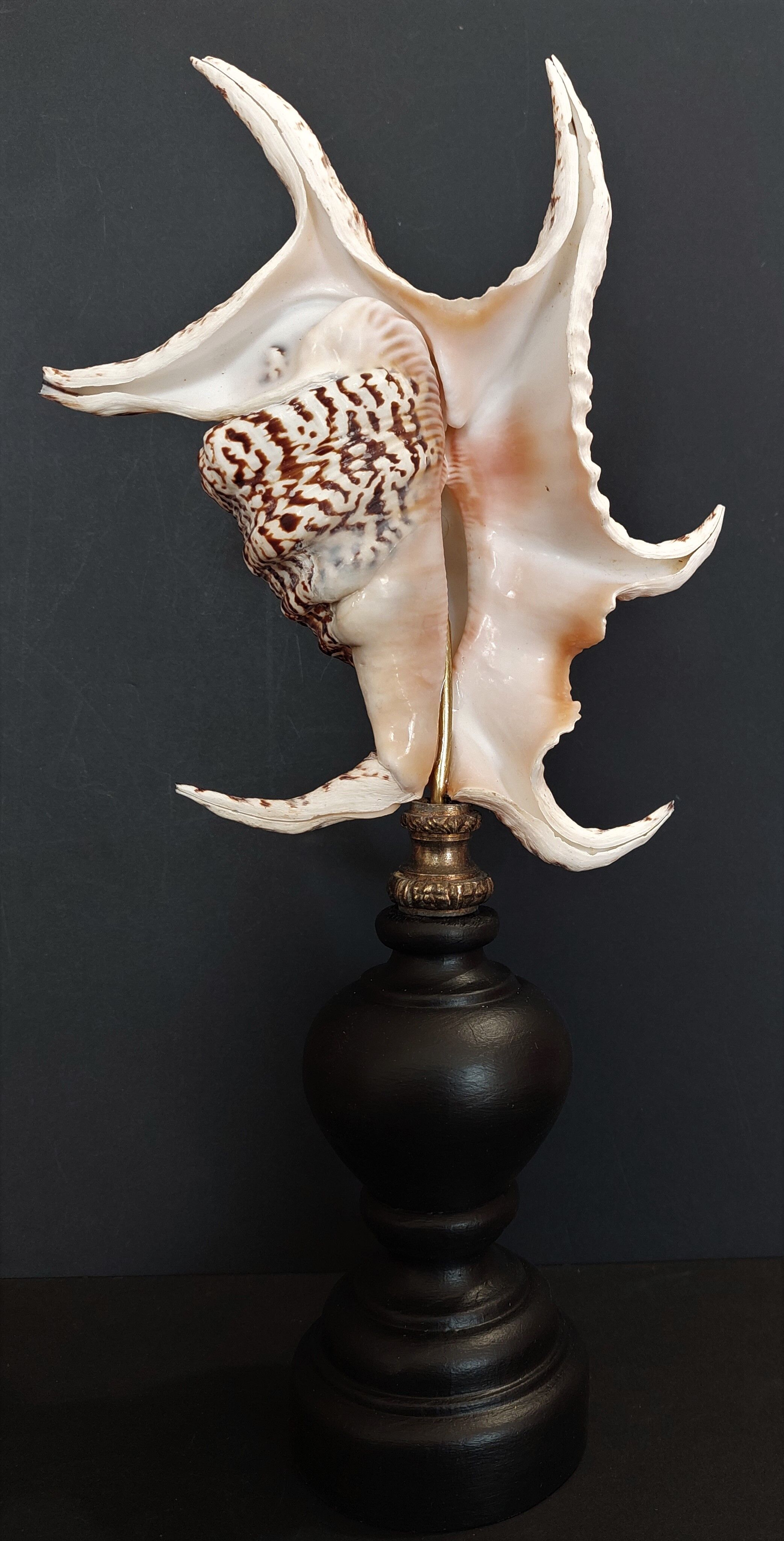 Cabinet of Curiosities shell harpago chiragra on base