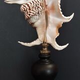 Cabinet of Curiosities shell harpago chiragra on base