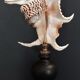 Cabinet of Curiosities shell harpago chiragra on base