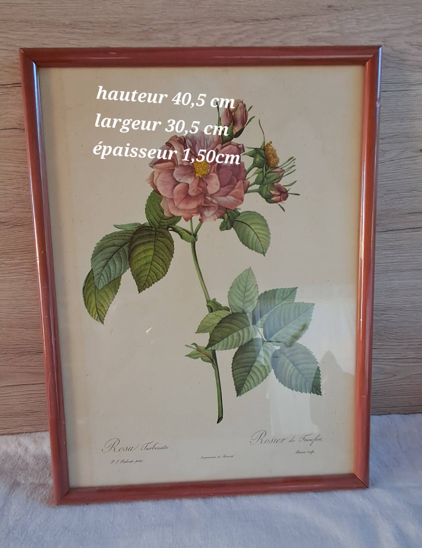 Botanical engraving Rosa Turbinata after Redouté — Vintage wooden frame