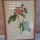 Botanical engraving Rosa Turbinata after Redouté — Vintage wooden frame