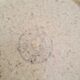 6 small dessert plates in vintage Chantilly Longchamp sandstone