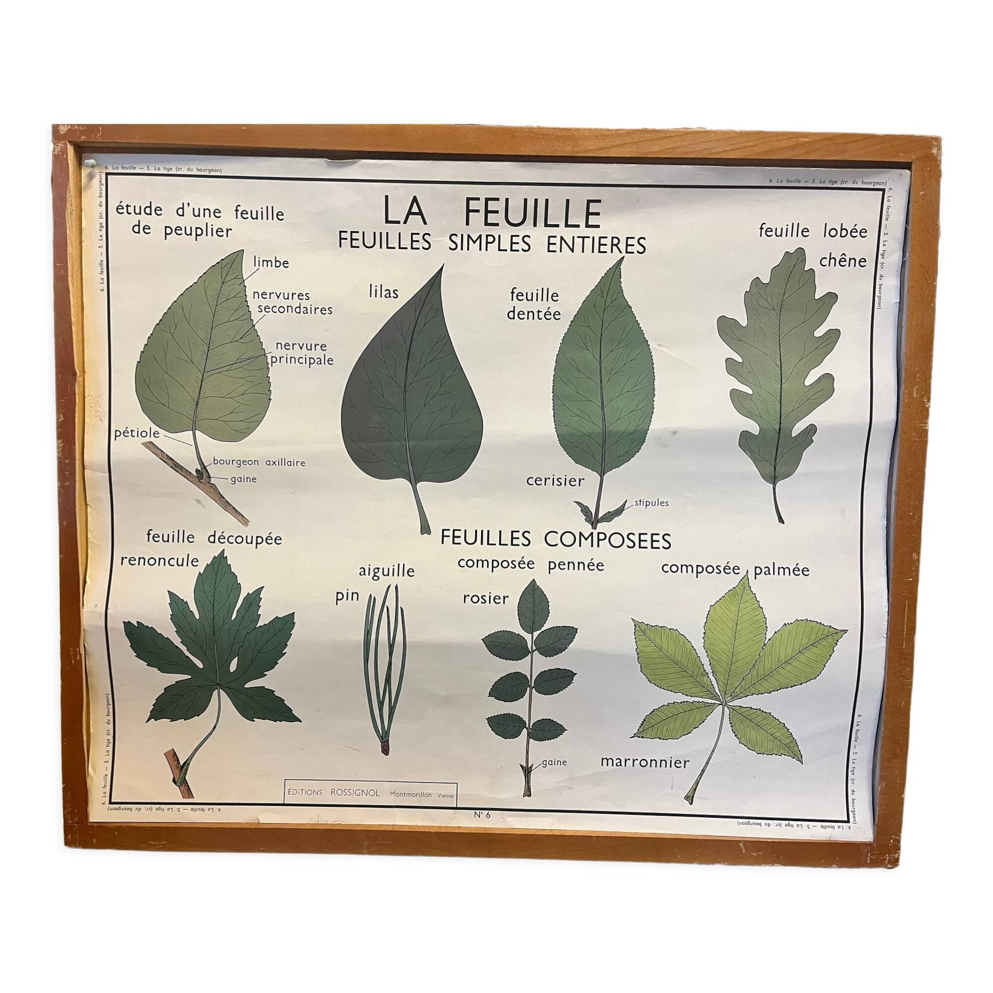 Food and/or Vegetable Poster - The Leaf and the Stems - Rossignol