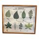Food and/or Vegetable Poster - The Leaf and the Stems - Rossignol
