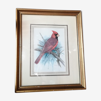 Cadre oiseau Cardinal  rouge