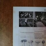 Original lithograph on mushrooms (1)
