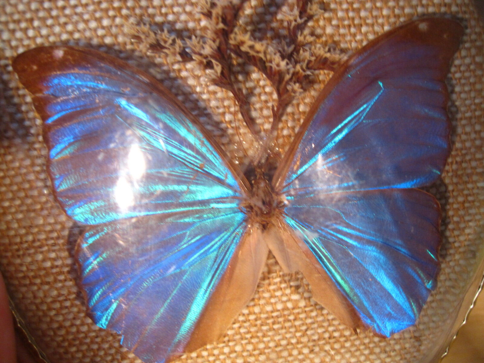 Curved oval frame with blue butterfly