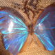 Curved oval frame with blue butterfly