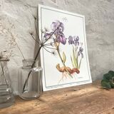 Iris botanical board
