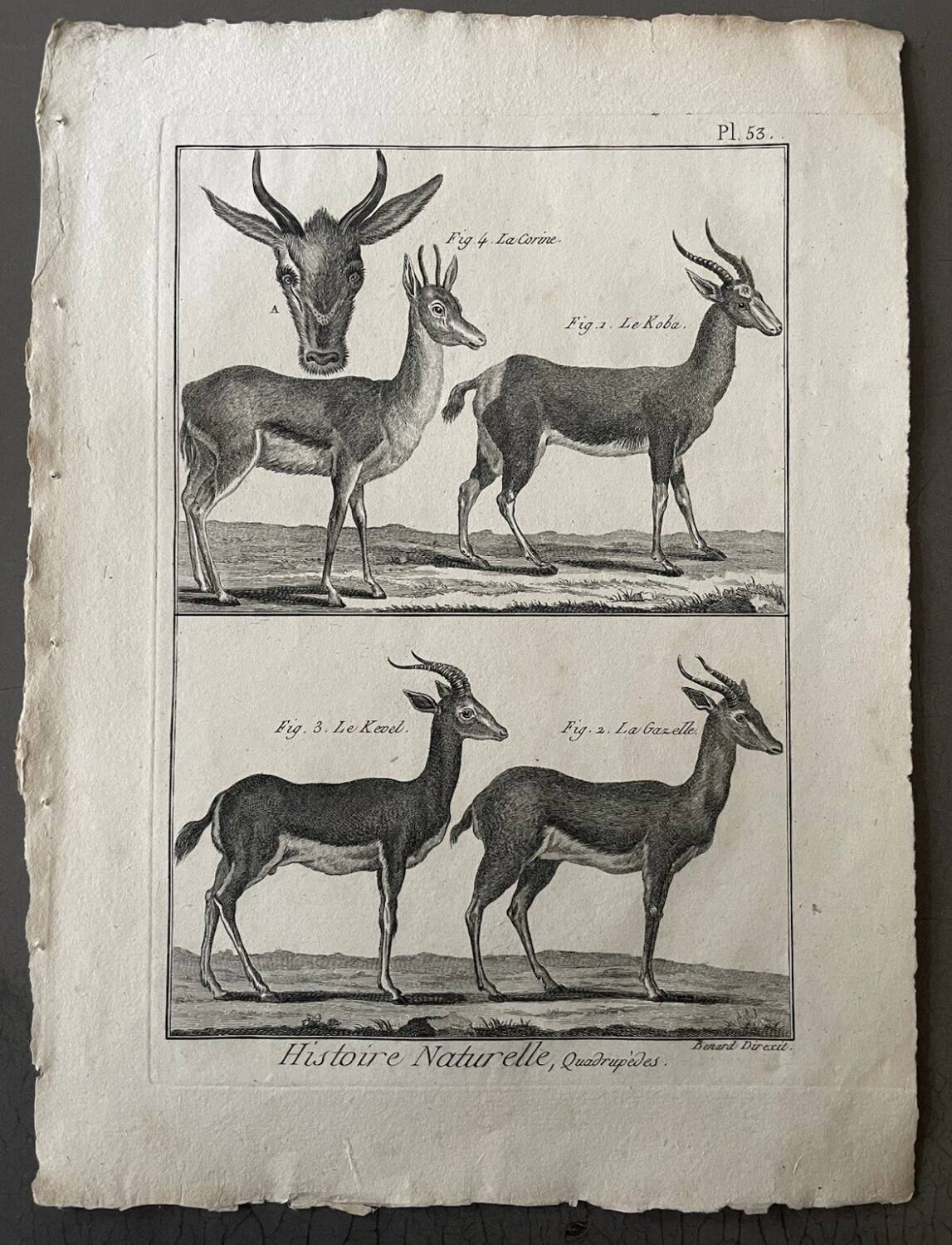 Engraving Old book 18th century Buffon, Bonnaterre, Natural history