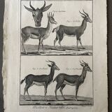 Engraving Old book 18th century Buffon, Bonnaterre, Natural history