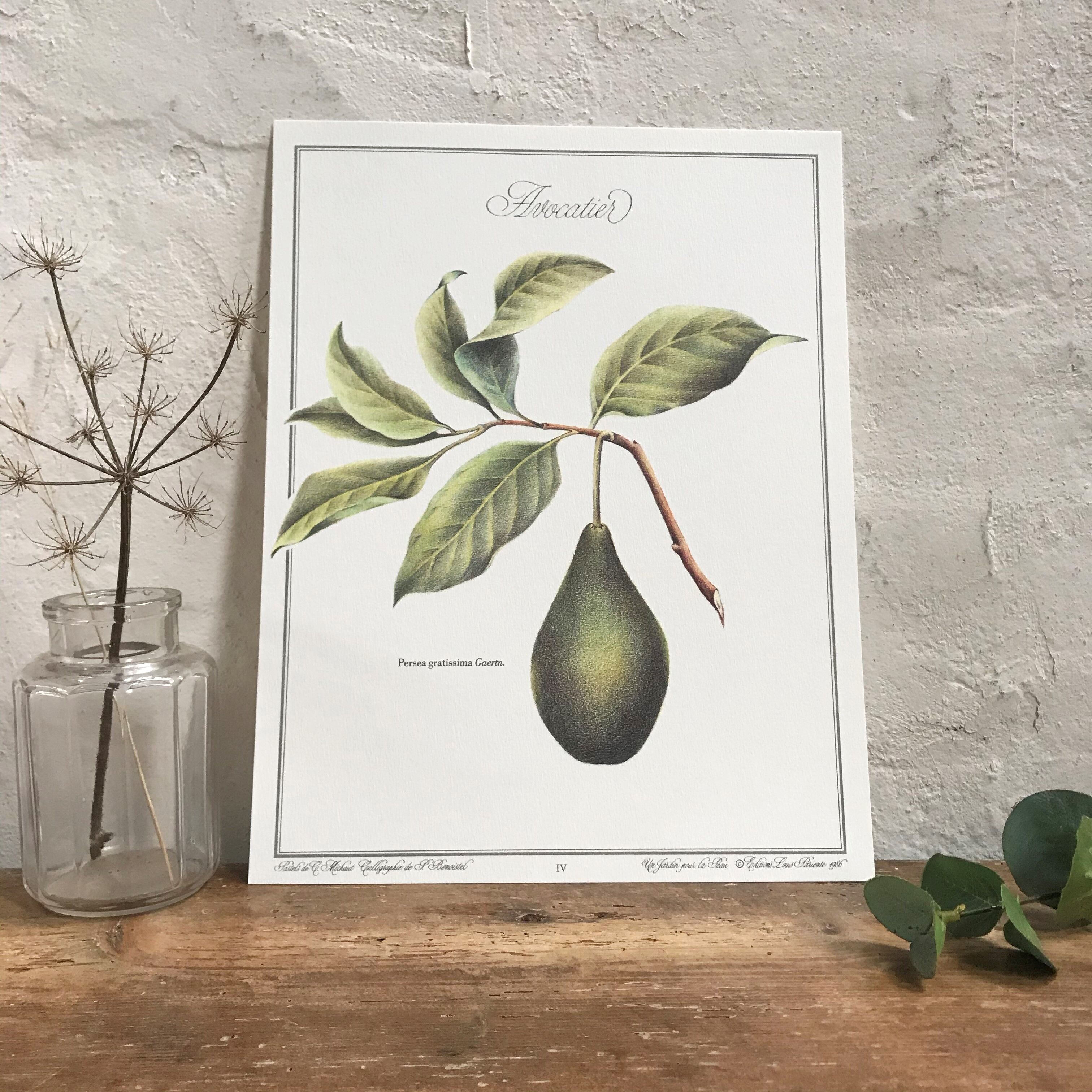 Botanical plank the avocado maker