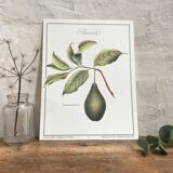 Botanical plank the avocado maker