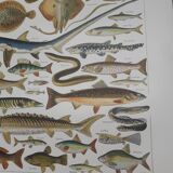 Fish lithograph from 1948