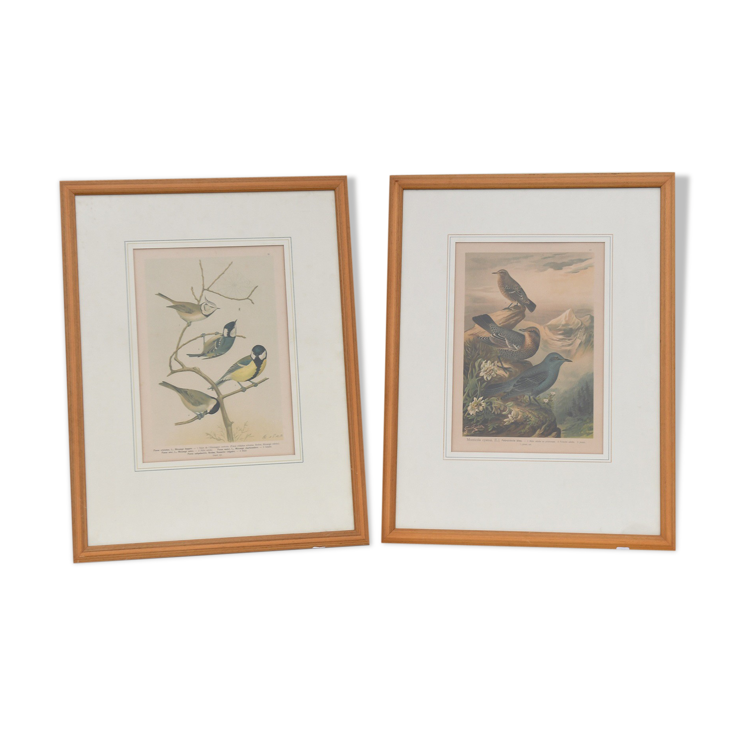 Pair of Bird engravings