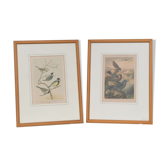 Pair of Bird engravings