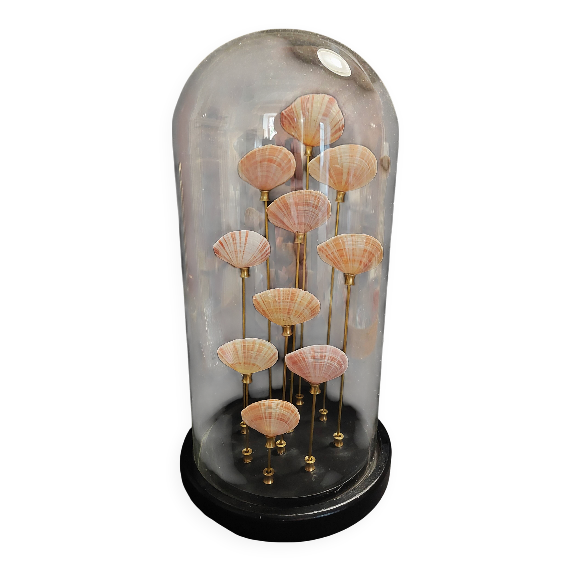 Cabinet de Curiosités globe aux coquillages tellina radiata
