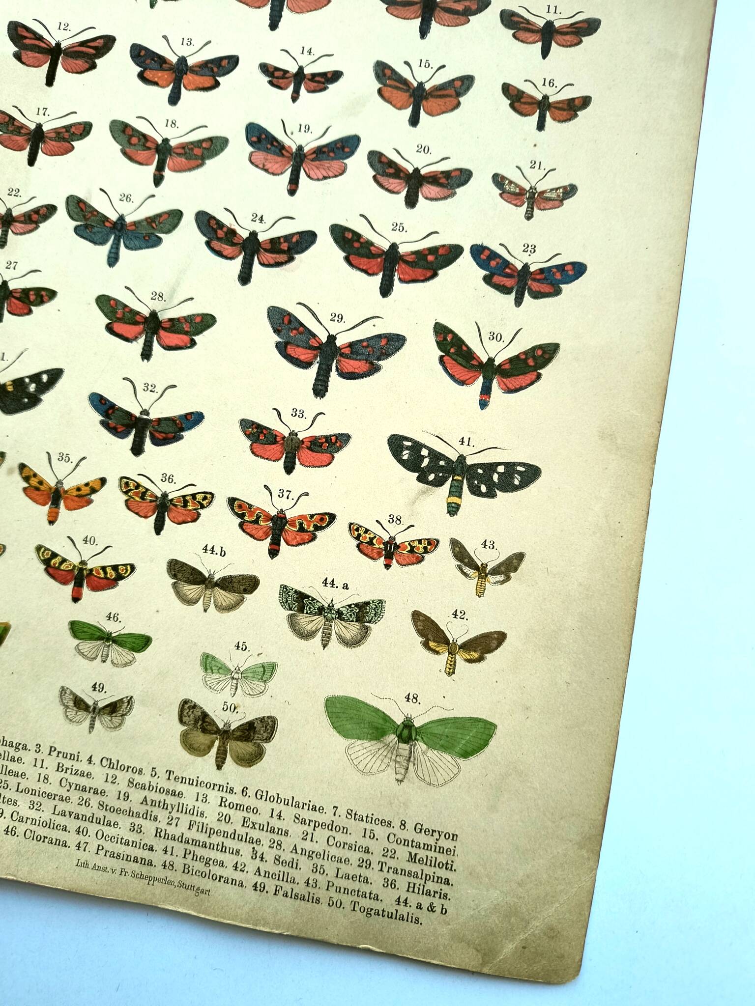 Antique lithograph of Butterflies - Engraving from 1887 - Janfausta insect