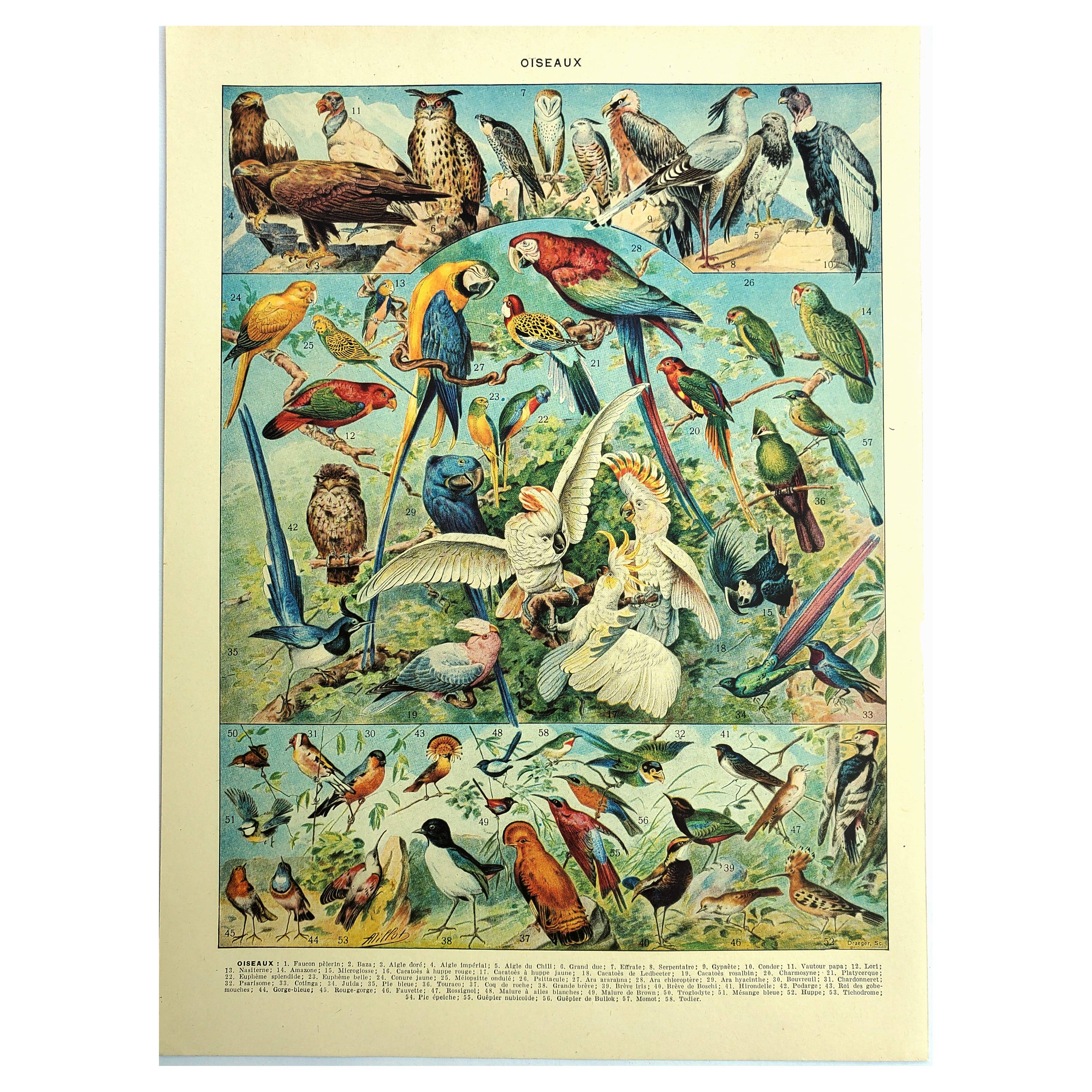 Old lithograph 1928 A. Millot - Birds 1, ornithology, birds