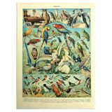 Lithographie ancienne 1928 A. Millot - Oiseaux 1, ornithologie, volatiles