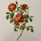 Affiche vintage, rosier d'amour de pj redouté