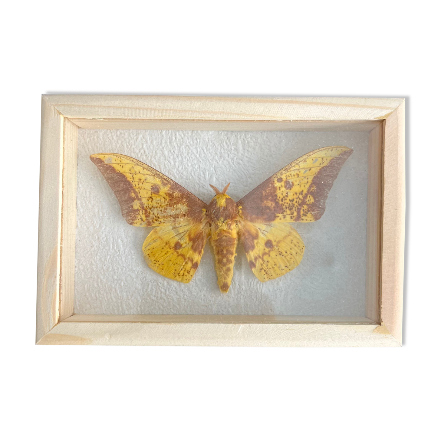 Butterfly frame Naturalized