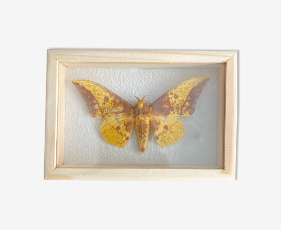 Cadre papillon naturalisé