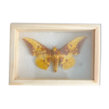 Cadre papillon naturalisé